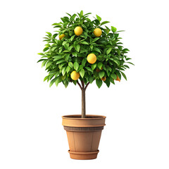Potted Lemon Tree on White Background, Fresh Lemon Fruit Tree in Terracotta Pot