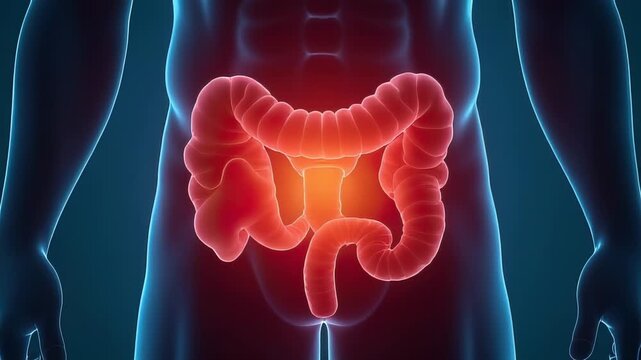 Video A human abdominal cavity with visible intestines, useful for medical and educational purposes