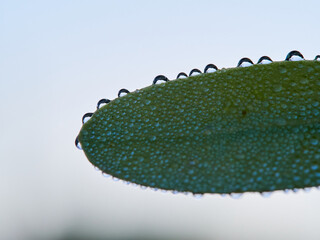 drops of water on an almond leaf