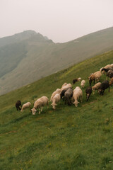 Fototapeta premium Flock of sheep grazing on a green hillside in a mountainous countryside landscape. Peaceful rural scenery with rolling hills in the background under soft natural light. 