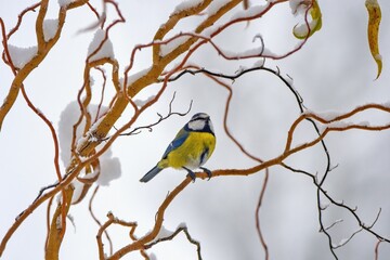 Winter scenery with blue tit bird sitting on the snowy branch(Cyanistes caeruleus)