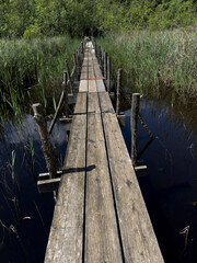 A wooden path immersed in the greenery of a marshy aquatic forest.