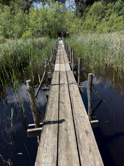 A wooden path immersed in the greenery of a marshy aquatic forest.