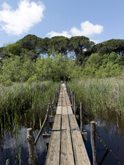 A wooden path immersed in the greenery of a marshy aquatic forest.