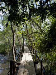 A wooden path immersed in the greenery of a marshy aquatic forest.