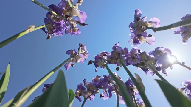 View from below of iris flowers swaying in wind against sky and sun. Bottom-up view of long stems of iris flowers against blue sky background on sunny day, backlit by sunlight.