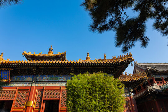 View of roofs of Lama Temple framed by tree branches and blue sky highlighting traditional Chinese architecture in sunlight, Beijing, China - Powered by Adobe