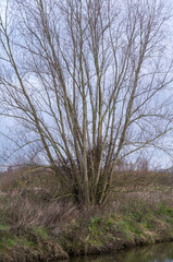 Bare winter tree on riverbank in borken, germany