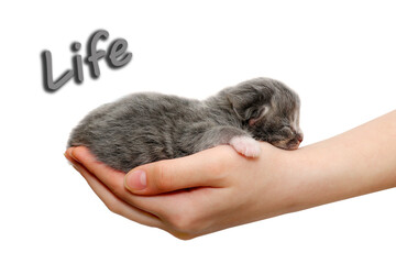 newborn kitten isolated on a white background. The hand holds the kitten.