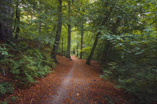 A wide, tranquil photograph of a straight dirt path winding through a deep, vibrant forest in Ramlosa Brunnspark, Helsingborg. The ground is heavily covered with fallen reddish-brown autumn leaves, co