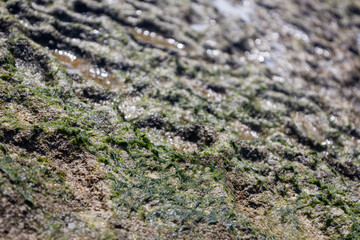 Algae-covered coastal rock with sunlight highlights and selective focus