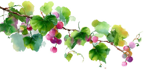 Fototapeta premium Delicate watercolor painting of a grape vine branch with green leaves and clusters of pink and purple berries