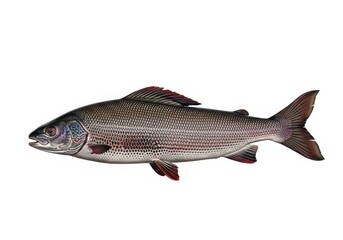 Obraz premium Arctic grayling isolated on white background, a freshwater fish species