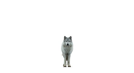 Majestic gray wolf with icy coat and piercing amber eyes stands sentinel on a slick, dark asphalt road in a desolate, wide-angle winter landscape. Concept of isolation and endurance