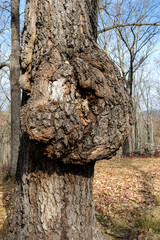 Burl growth on diseased tree trunk