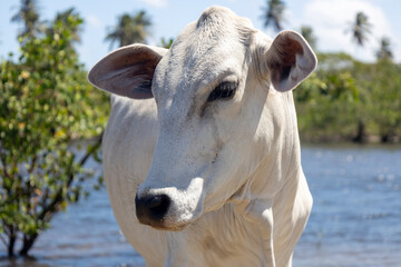 Grazing cattle by riverside under sunny sky with selective focus.