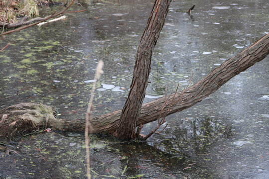 A frozon pond in winter with air pockets beneath the ice.