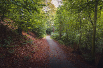 Obraz premium A wide, tranquil photograph of a straight dirt path winding through a deep, vibrant forest in Ramlosa Brunnspark, Helsingborg. The ground is heavily covered with fallen reddish-brown autumn leaves, co