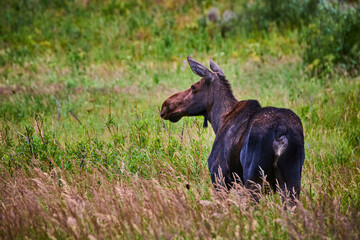 Moose Standing in Lush Green Meadow Wildlife Scene in Summer