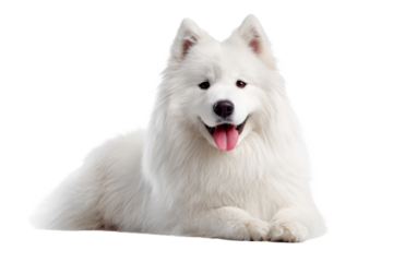 White Samoyed dog lying down with fluffy fur, happy face and friendly expression isolated on transparent background