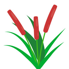 Bright vector illustration of cattail plants with green leaves and brown spikes. Clean flat style for nature designs, decor, cards, icons, and botanical projects.