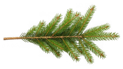 A single green spruce tree branch with sharp needles isolated on a black background