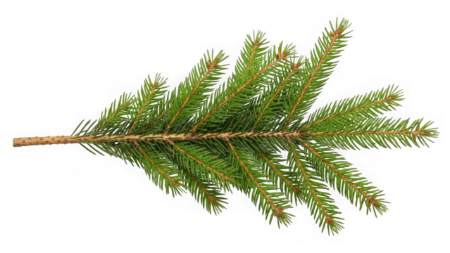 A single green spruce tree branch with sharp needles isolated on a black background - Powered by Adobe