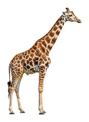 Side view of a majestic giraffe in its natural wildlife habitat isolated on transparent background