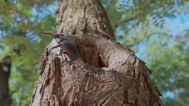 Impressive Greater Stag Beetle, sporting its massive, antler-like mandibles, is navigating around hollow in tree trunk. Male Stag Beetle, Lucanus cervus is actively crawling around outside of hole.