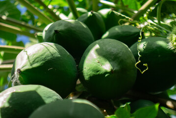 Papaya org&aacute;nica fresca sobre fondo natural