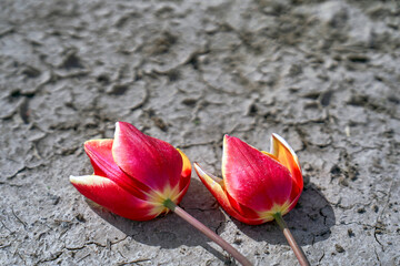   Cut after harvest tulips on the ground   