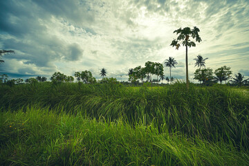 Vast green field of tall grass with tropical palm trees reaching towards a dramatic cloudy sky, creating a serene and expansive natural landscape scene