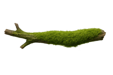 Moss-covered branch stretches horizontally, vividly green against transparent background