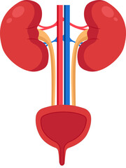 Urinary system human internal organ kidneys and bladder vector illustration.