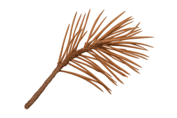 Image shows single dried pine twig with brown needles