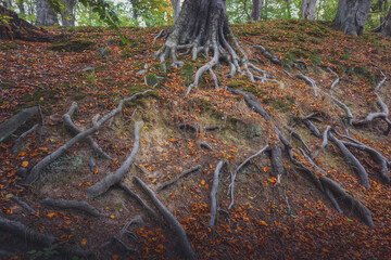 A close-up, ground-level photograph capturing the complex, exposed root system of a large, old tree trunk. The silvery, gnarled roots claw into the steep, mossy embankment, which is covered with scatt