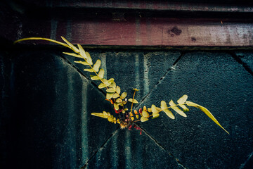 A vibrant yellow-green plant defiantly emerges from a deep crack in a textured dark wall, illustrating nature's enduring resilience and powerful will to thrive against challenging urban elements