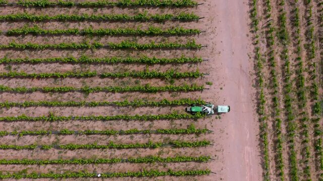 Small pesticide sprayer tractor working in a vineyard, aerial image with drone