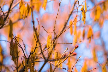 Yellow catkins blooming on hazel tree branch