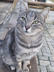 Obraz premium Close-up portrait of a grey tabby cat with green eyes sitting outdoors, looking calmly at the camera.
