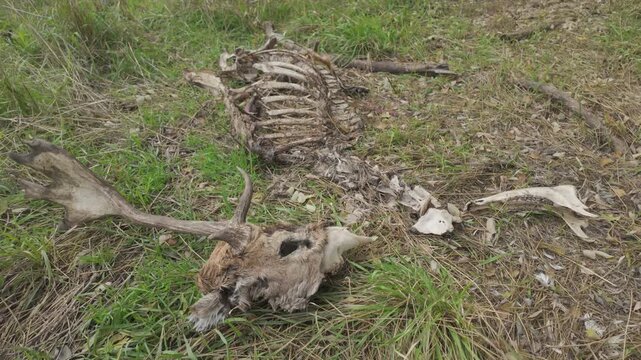Decaying deer carcass lies in autumn forest steppe. Close-up of Red deer stag skeleton on grass. Top view of dead body of male deer. Animal remains of deer on ground. Insufficient food leads to death