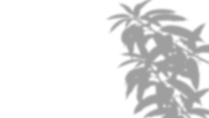 Soft Shadow of a Multi-Leafed Branch isolated on a transparent background 