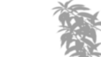 Soft Shadow of a Multi-Leafed Branch isolated on a transparent background