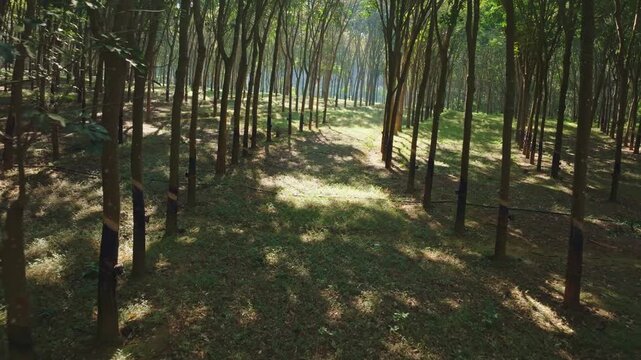 Rubber Tree Plantation with Sunlight and Forest Shadows in Xishuangbanna