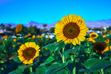 Sunflower Orchard With Mountain Background Under Blue Sky In Nevada