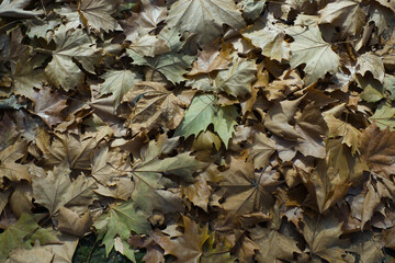 dry leaves on the ground