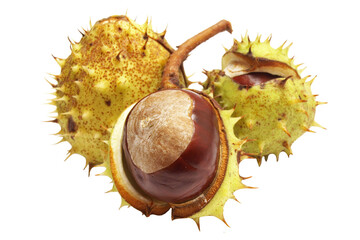 Chestnuts isolated on white background