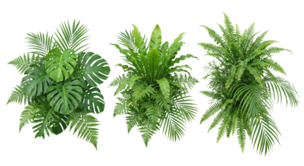 A trio of lush, vibrant green tropical foliage plants showcasing diverse leaf structures isolated