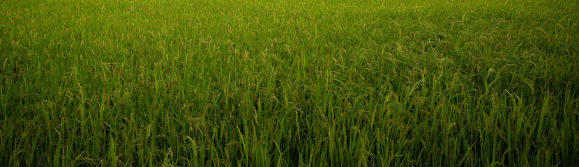 Fresh rice field. Green rice field background.