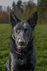 The dog in the picture is probably a black German Shepherd or Dutch Shepherd.